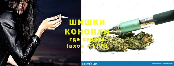 сатива Новозыбков